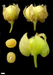 Veronica hederifolia. Capsule, calyx, and seeds. Scale = 1 mm.
 Image: P.J. Garnock-Jones © P.J. Garnock-Jones CC-BY-NC 3.0 NZ